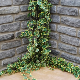 Walling & Copings