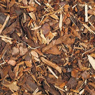 Melcourt Spruce Ornamental 