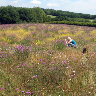 Wild Flower Low Maintenance 1kg Bag