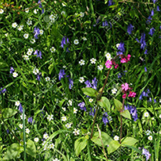 Wild Flower Hedgerow Shade 1kg Bag