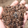 Mushroom Compost