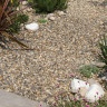 Oyster Pebbles