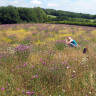 Wild Flower Low Maintenance 1kg Bag