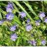 Wild Flower Calcareous Soil 1kg Bag