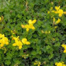 Wild Flower Wet Loam 1kg Bag